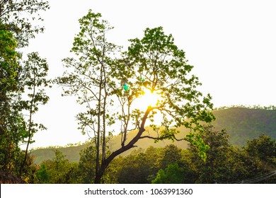 Sunshine through the trees