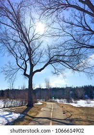 Sunshine Through The Trees