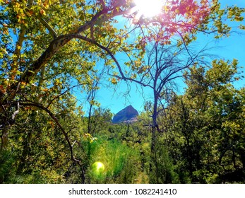Sunshine through the Trees 