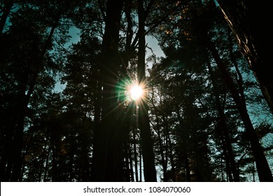 Sunshine through trees