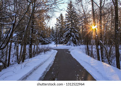 Sunshine Through Trees