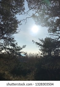 Sunshine through the trees
