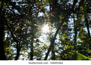 Sunshine through trees