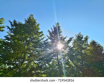 Sunshine through the trees