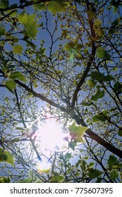 Sunshine Through the Trees