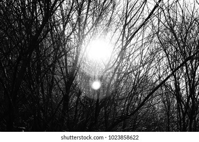 Sunshine through trees with bare branches. Cold winter sunlight on forest.