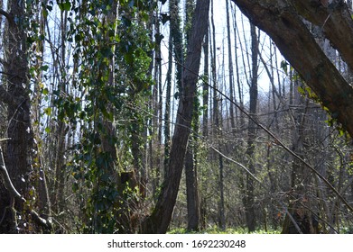 Sunshine through the trees in the forest
