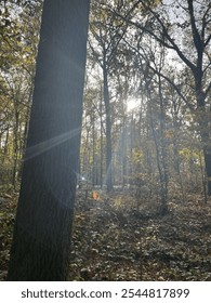 Sunshine through the trees in forest