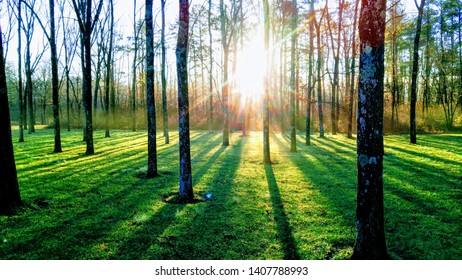 Sunshine Through A Walnut Grove