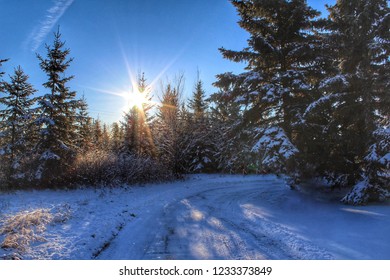 Sunshine Through Winter Trees 