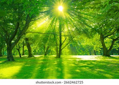 sunshine tree in the forest
