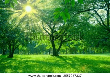 Sunshine Tree in the forest