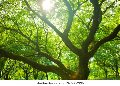 sunshine tree in the morning - Shutterstock ID 1345704326