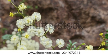 Sunshine Wattle - Acacia Terminalis. Australian native yellow flowers and buds.