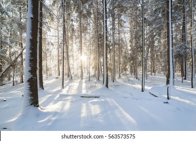 Sunshine in winter forest evening