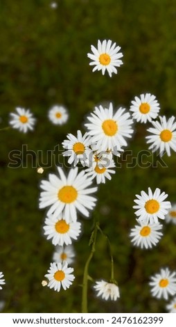 Similar – Image, Stock Photo small white Flower Plant