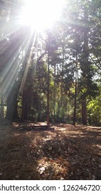 sunshine in the woods