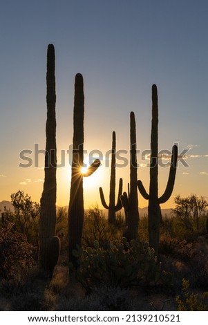Sunstar through a Saguaro cactus