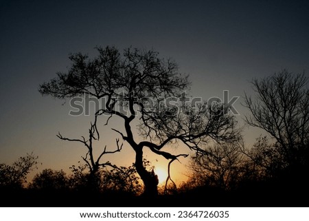 Sunsut with a tree in front of the sun