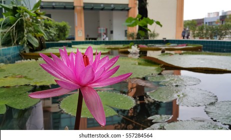 Sunway University, Malaysia - 16 January 2017: A University Based In Bandar Sunway, Selangor. It Has A 10 Hectare Campus Comprising Academic And Residential Blocks Adjacent To The Sunway Lagoon.