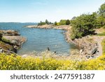 Suomenlinna beach in Helsinki, Finland. Blooming rapeseed in the foreground. People swim in the bay