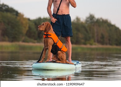 SUP Stand up paddling with dog