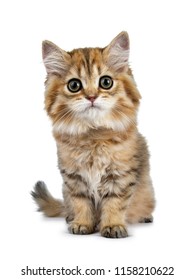 Super Adorable Golden British Longhair Cat Stock Photo 1158210622 ...