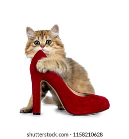 cat in high heels