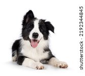 Super adorable typical black with white Border Collie dog pup, laying down facing front. Looking towards camera with the sweetest eyes. Pink tongue out panting. Isolated on a white background.