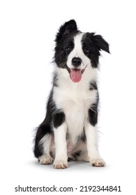 Super adorable typical black with white Border Collie dog pup, sitting up facing front. Looking towards camera with the sweetest eyes. Pink tongue out panting. Isolated on a white background.