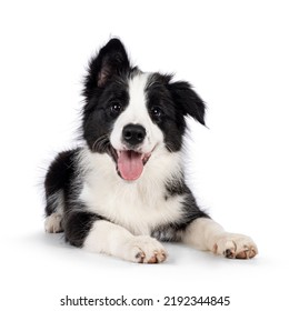 Super adorable typical black with white Border Collie dog pup, laying down facing front. Looking towards camera with the sweetest eyes. Pink tongue out panting. Isolated on a white background. - Shutterstock ID 2192344845