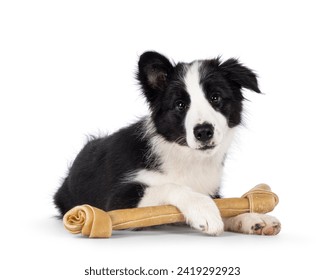 Super adorable typical black with white Border Colie dog pup, laying down holding a big bone inbetween paws. Looking towards camera with incredible sweet eyes. Isolated on a white background.