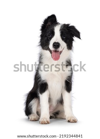 Super adorable typical black with white Border Collie dog pup, sitting up facing front. Looking towards camera with the sweetest eyes. Pink tongue out panting. Isolated on a white background.