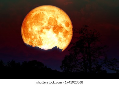 Super blood strawberry moon back cloud and tree in the field, Elements of this image furnished by NASA