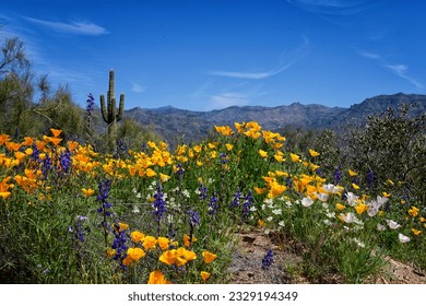 Super bloom, wild flower season at Bartlett in Scottsdale Arizona. View of yellow, white and light pink poppies along with some purple Lupine. - Powered by Shutterstock