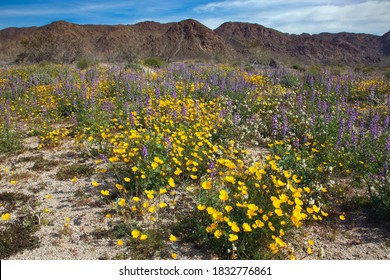 Super Bloom Wildflowers Joshua Tree National Stock Photo 1832776861 ...