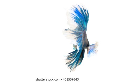 Super Blue Half Moon Betta Fish Stock Photo 401559643 | Shutterstock