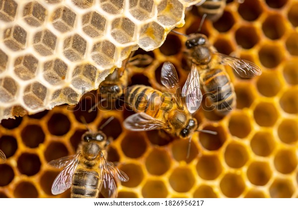 Super close\
up of individual Apis Mellifera Carnica or Western Honey Bees with\
great details of the honeycomb\
structure