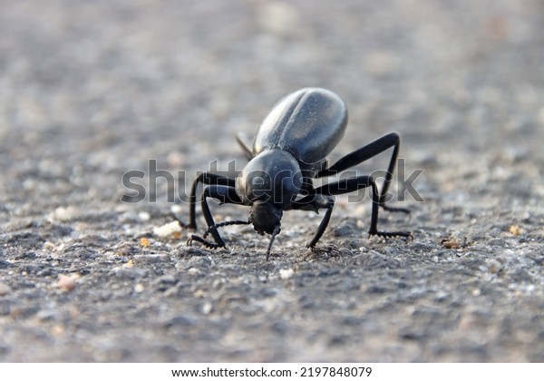 Super\
close up of wild Eleodes armata eating on concrete road inside\
Joshua Tree national park. Animal Macro picture of one armored\
stink beetle early morning in Californian\
desert.