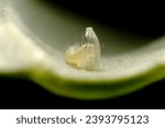 Super close-up of hatching cabbage butterfly eggs, Pieris rapae