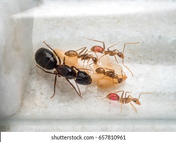 Super close-up image of workers ants (Camponotus Sp.) taking care of the queen ant, eggs, larva and pupae in test tube