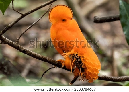 The super colorful Guianan Cock-of-the-rock in the Brazilian Amazon rainforest