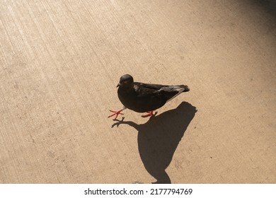 Super Cool Walking Pigeon Bird In Chicago With A Nice Hot Strut Showing Off What He's Got On The City Sidewalk