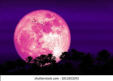 Super Corn pink moon and silhouette forest tree and birds flying in the night sky, Elements of this image furnished by NASA