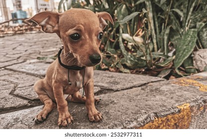 Super cute adorable baby dog sits on the roadside in Playa del Carmen Quintana Roo Mexico. - Powered by Shutterstock