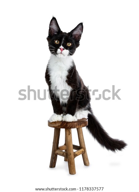 Super Cute Bat Cat Black White Stock Photo Edit Now 1178337577