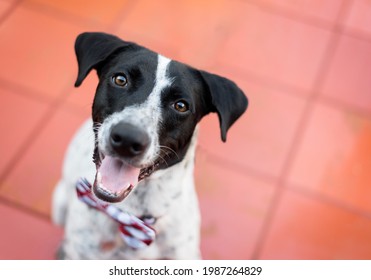 super cute big black and white mixed breed shelter dog wearing a checkered bow tie looking straight to the camera smiling with the tongue out on a red floor