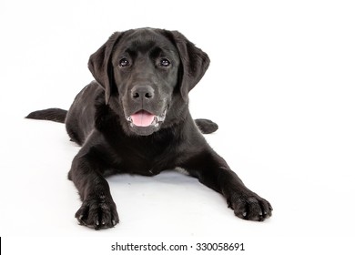 Super Cute Black Lab Puppy Laying Down While Isolated On White