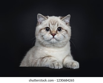 Portrait Gray British Shorthair Cat Yellow Stock Photo Edit Now