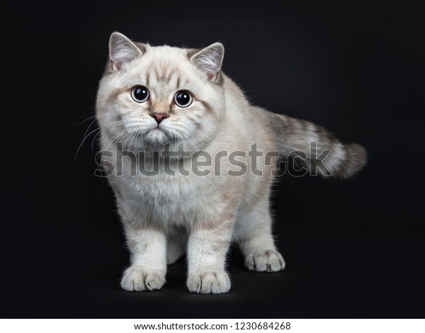 Super Cute Blue Tabby Point British Stock Photo Edit Now 1230684268